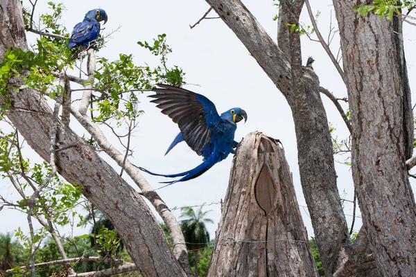 Macaw returning to its nesting box