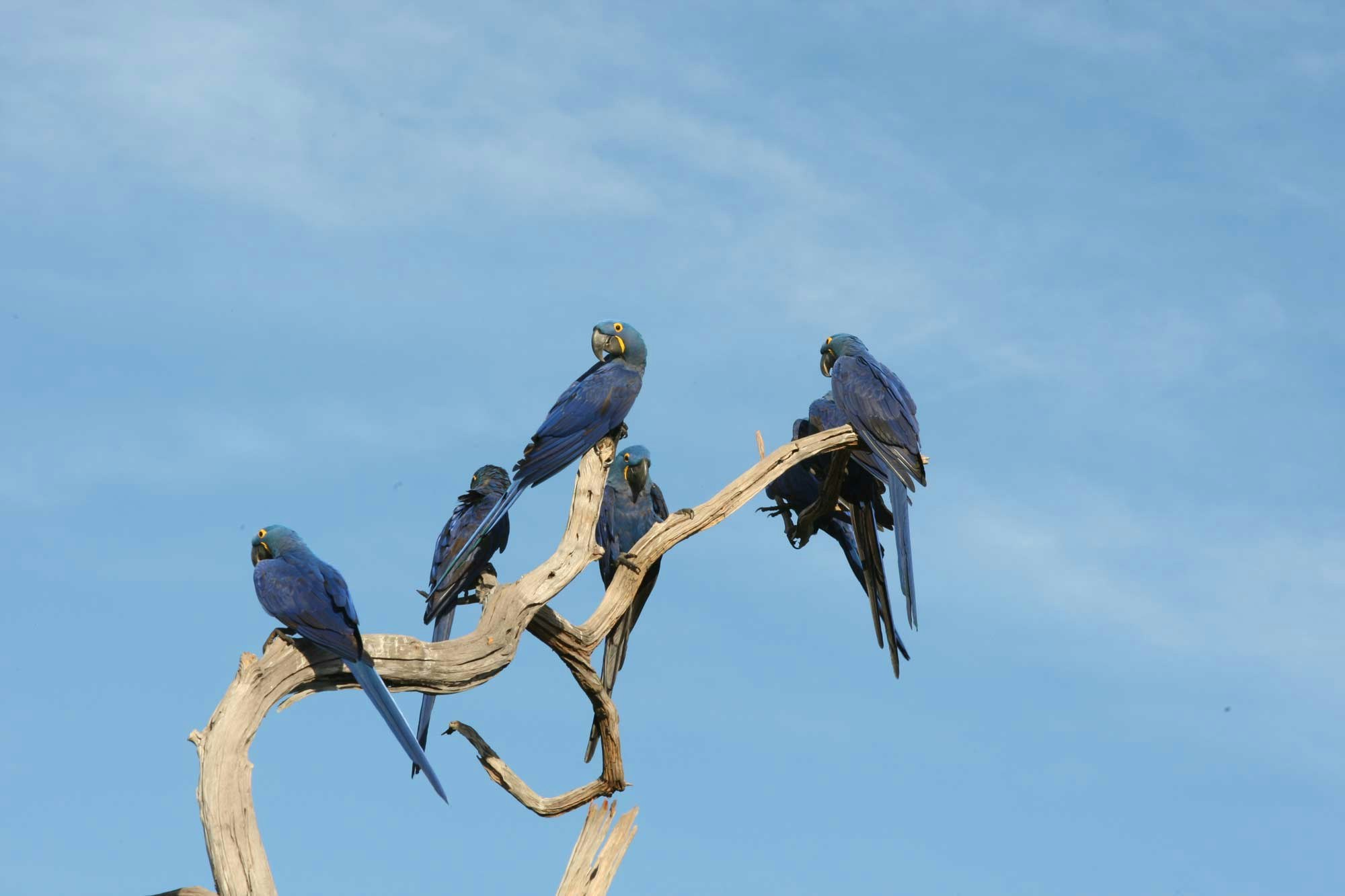 Macaw in a group on a branch