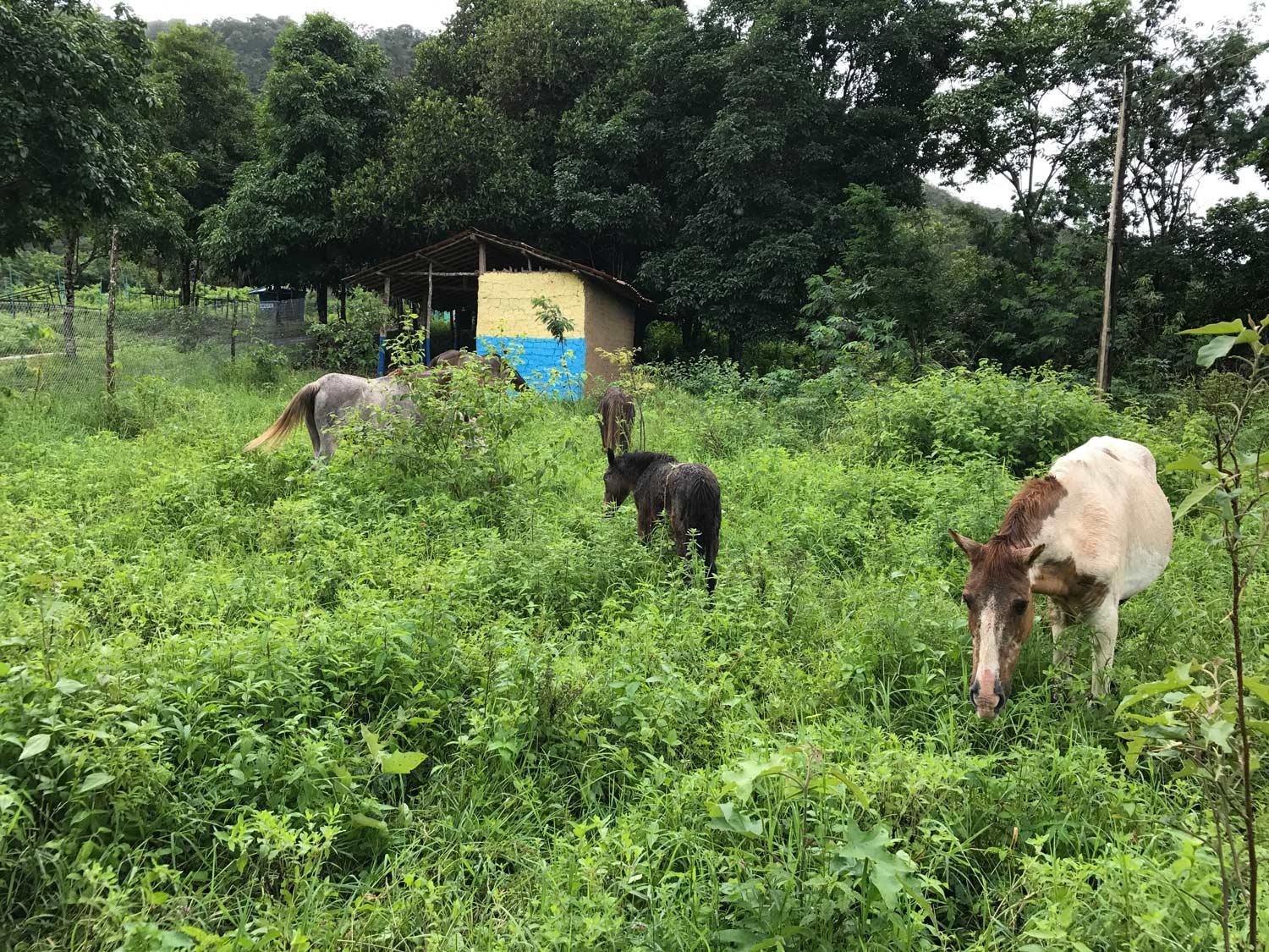 Horses grazing