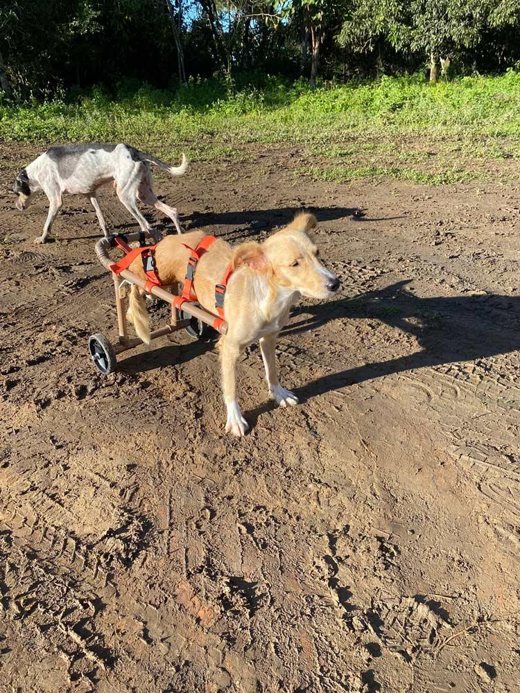 Chiens en chaise roulante