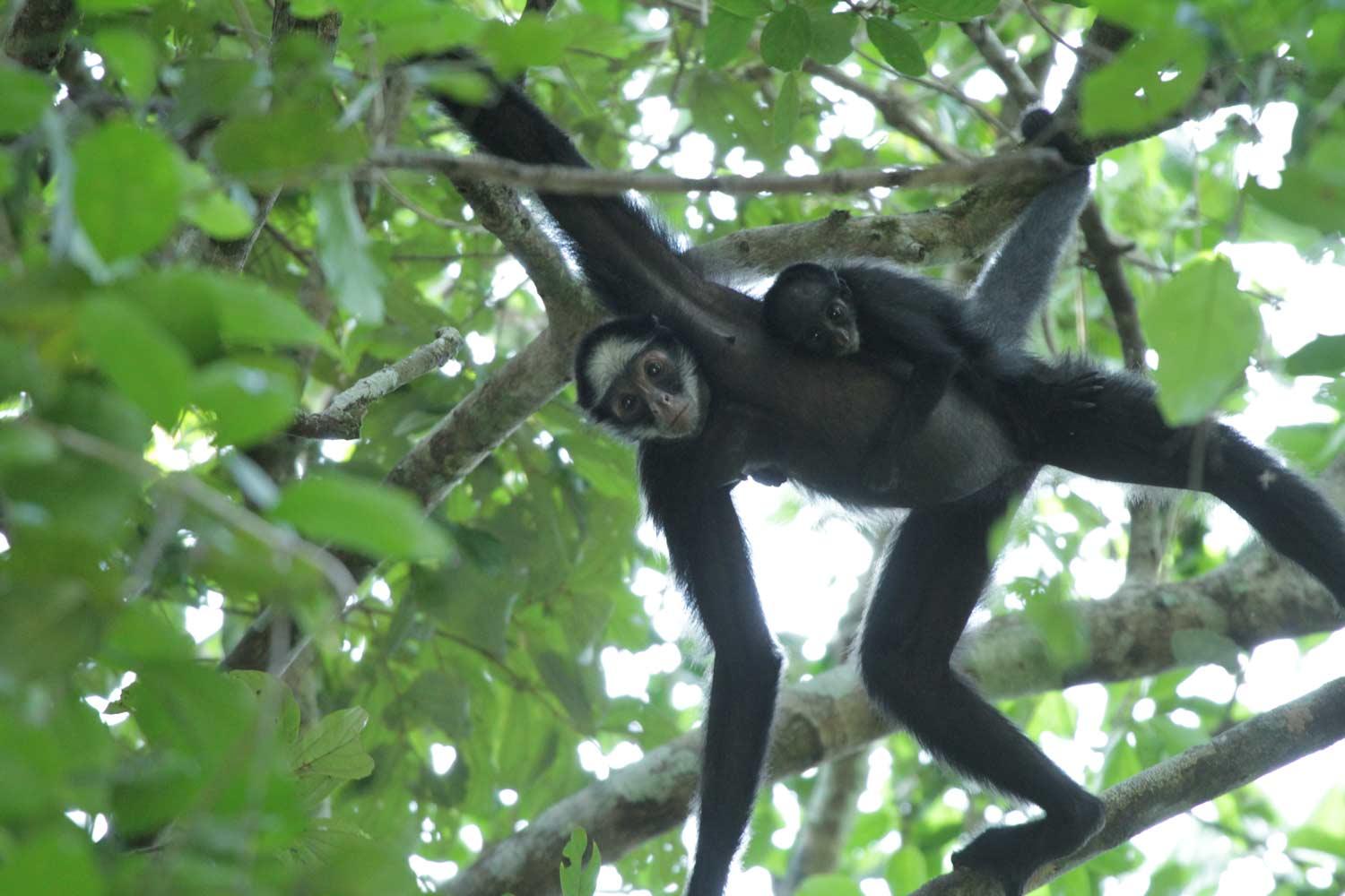 A mamãe macaca e seu bebê